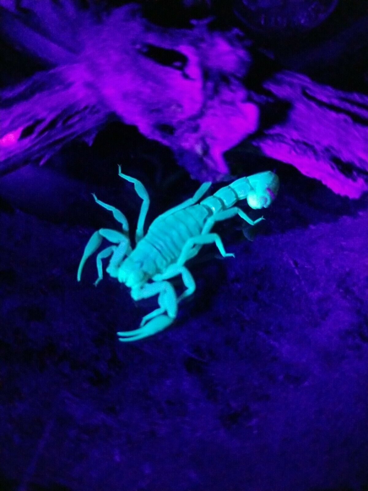 FEEDER Live Devil Scorpion, Sub-Adult ( Arizona Striped Tail)Research, BAIT
