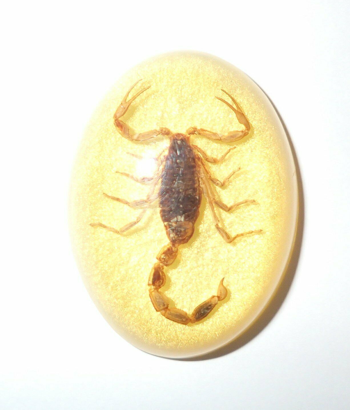 Insect Cabochon Golden Scorpion Oval 30x40 mm on yellow bottom 1 piece Lot