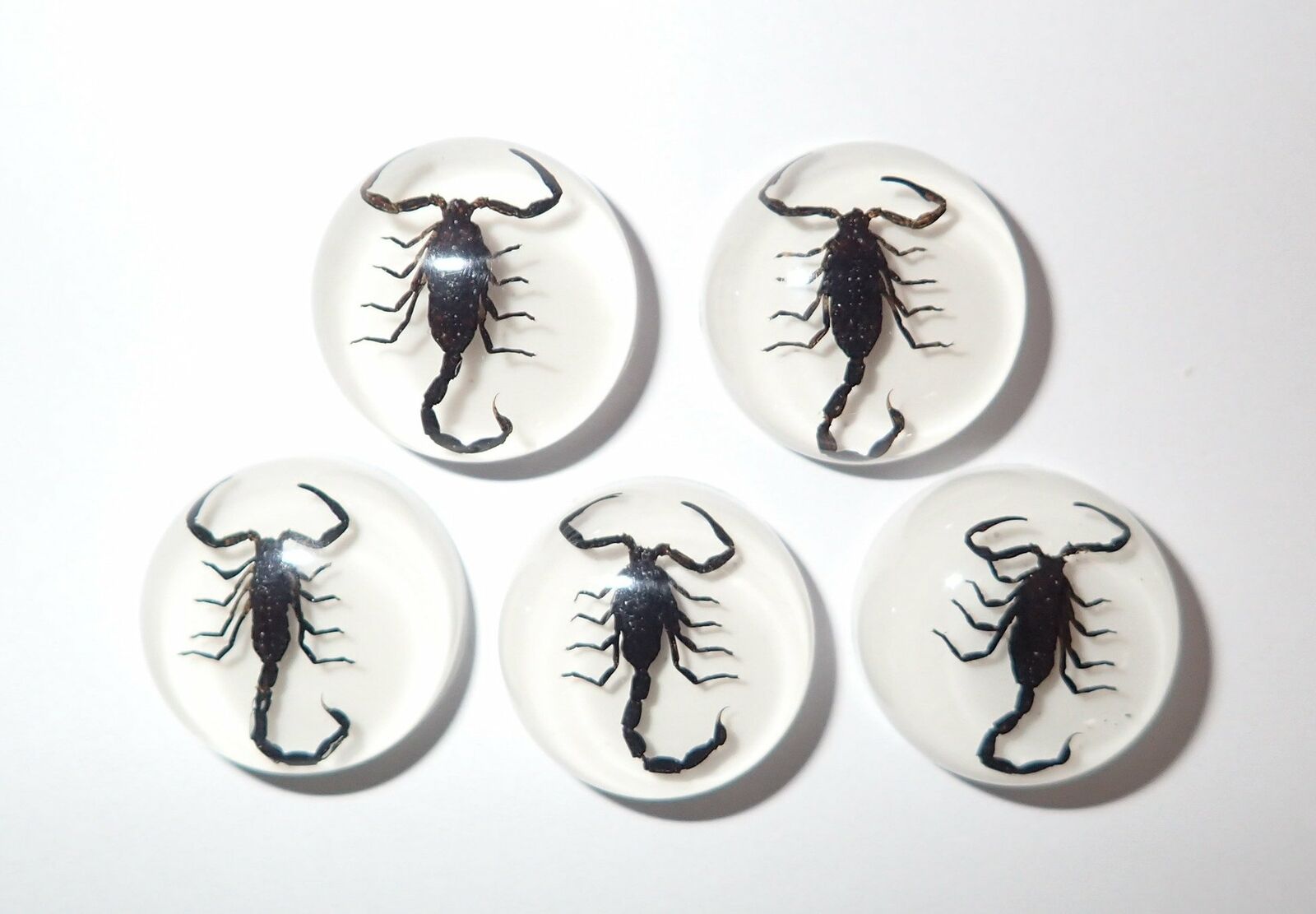 Insect Cabochon Black Scorpion Specimen Round 19 Mm On White 100 Pieces Lot