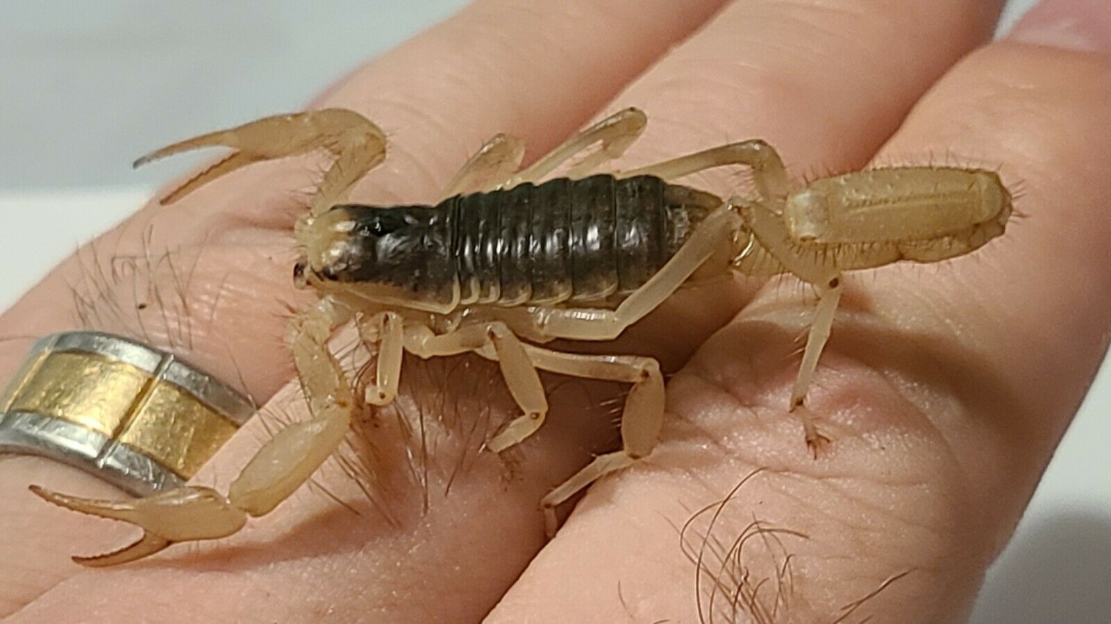 FEEDER(BOGO 1/2 Off!) Juvenile Giant Desert Hairy Scorpion(Hadrurus Arizonensis)