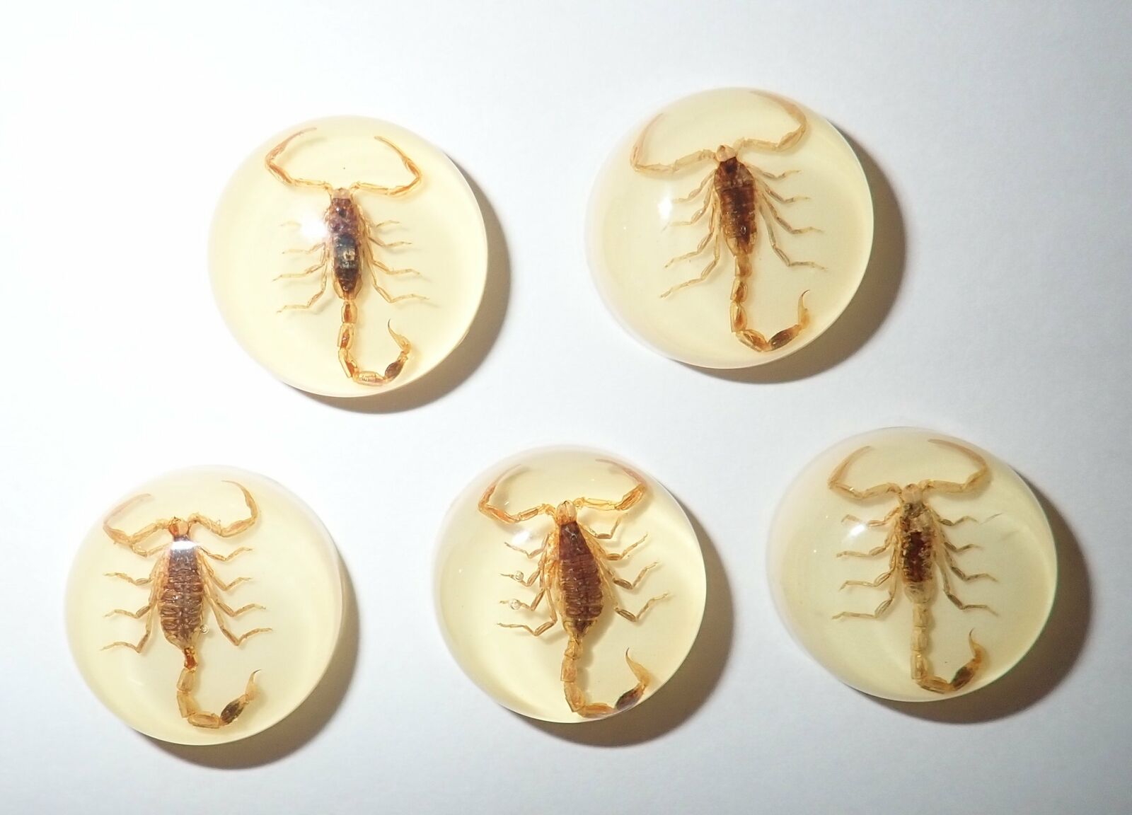 Insect Cabochon Golden Scorpion Specimen Round 19 mm on Amber White 5 pieces Lot