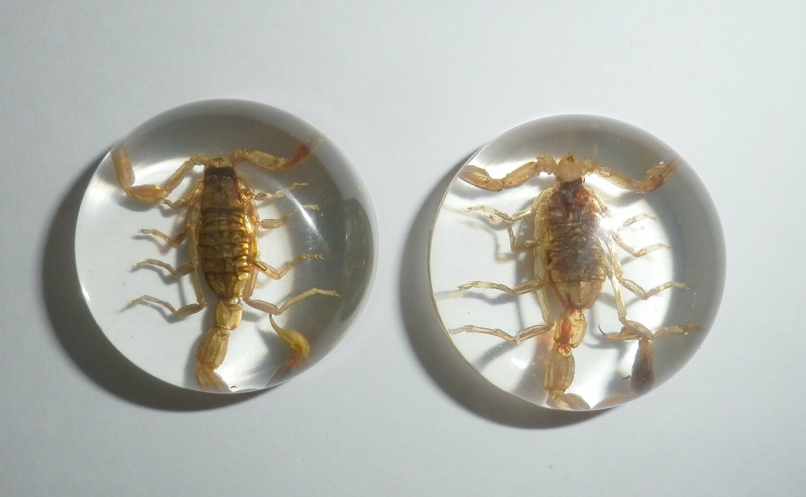 Insect Cabochon Golden Scorpion Specimen Round 25 Mm Clear 2 Pieces Lot
