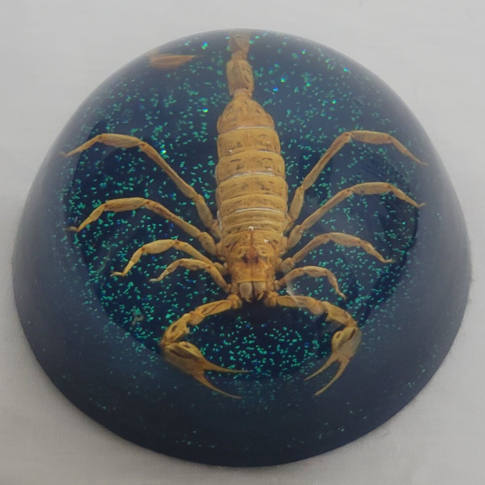 Vintage Real Scorpion Domed Lucite Paperweight 3.25