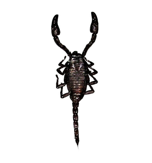 Heterometrus cyaneus black scorpion Indonesia mounted packaged