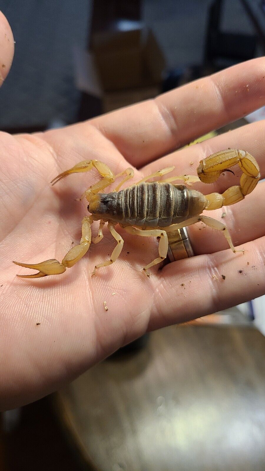 Adult Giant Desert Hairy Scorpion 3-4 inch(Hadrurus Arizonensis)