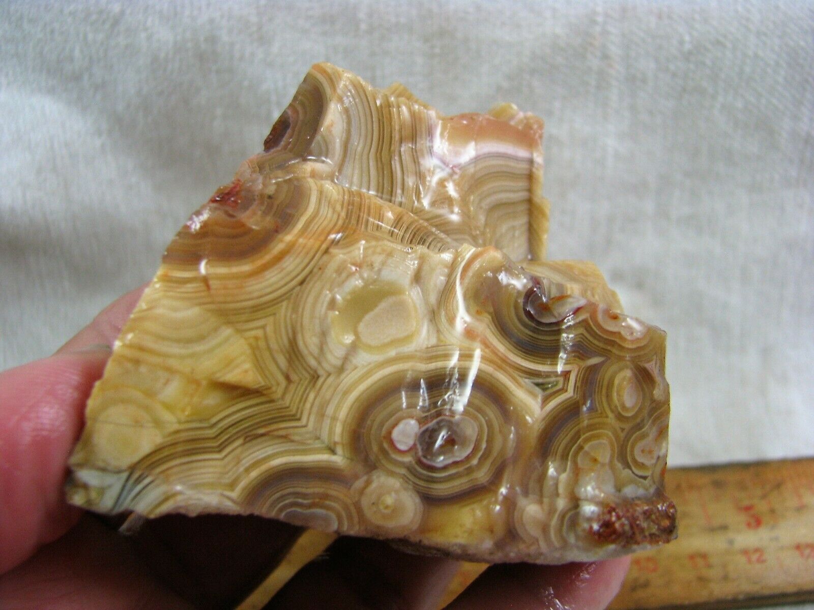 Laguna Agate #1 Rough from Mexico for Cabbing and Polishing!