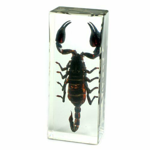 REALBUG Black Scorpion Paperweight 4.4x1.6x1.1