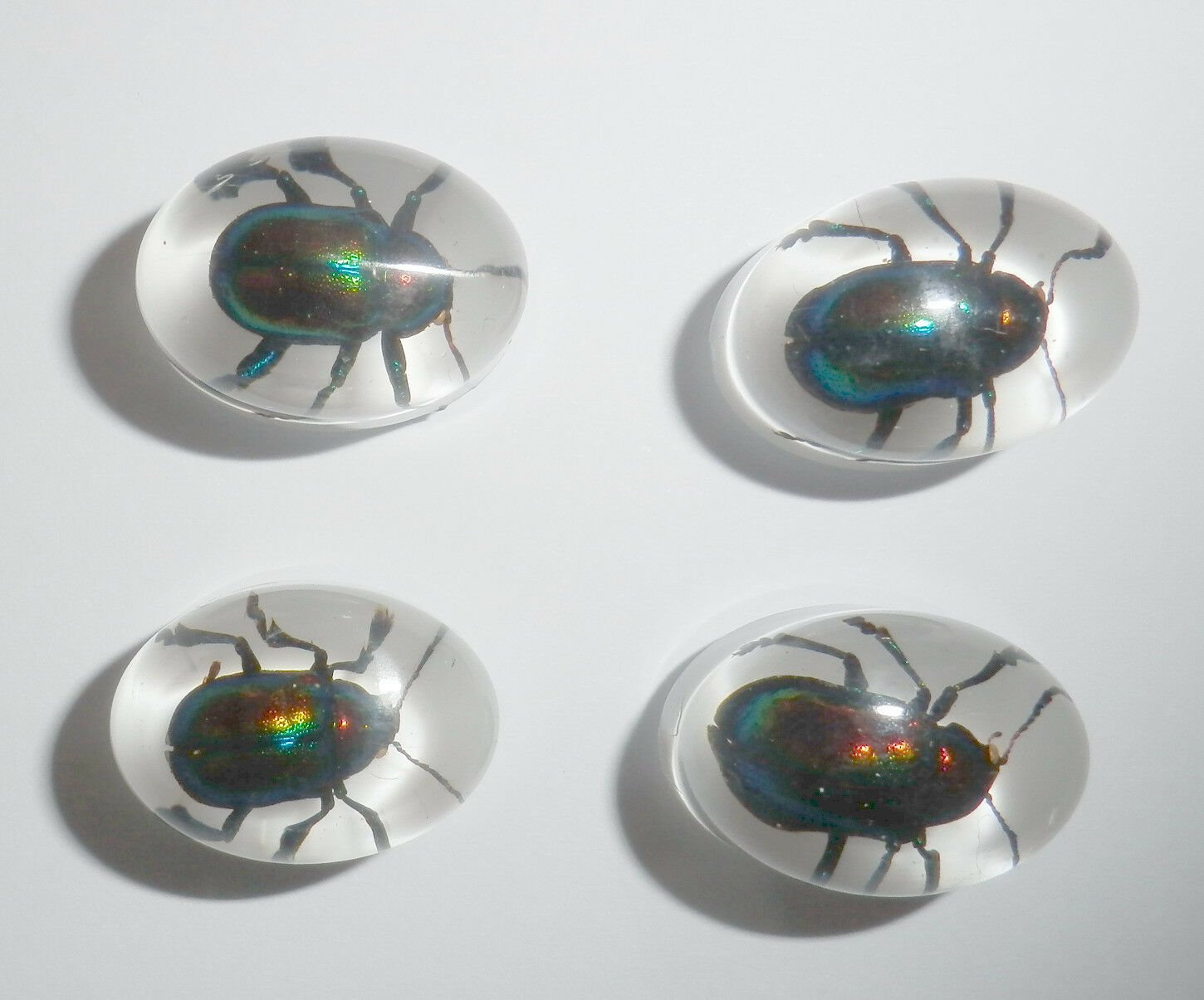 Insect Cabochon Shining Leaf Beetle Oval 12x18 Mm White Bottom 5 Pieces Lot